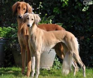 Puzzle Saluki