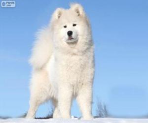 Puzzle Samoyed