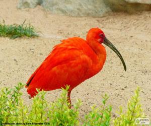 Puzzle Scarlet Ibis