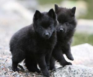 Puzzle Schipperke κουτάβια