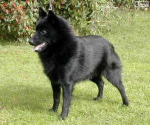 Puzzle Schipperke