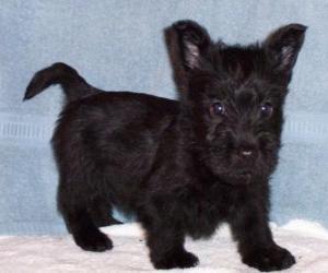 Puzzle Scottish Terrier κουτάβι