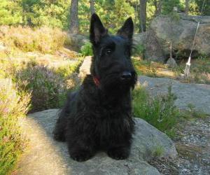 Puzzle Scottish Terrier