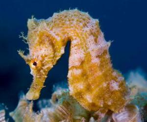 Puzzle Seahorse