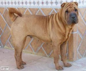 Puzzle Shar Pei, κινεζικής φυλής