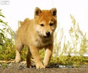 Puzzle Shiba Inu κουτάβι