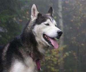 Puzzle Siberian Husky