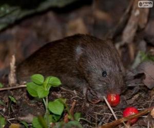 Puzzle Southwestern water vole