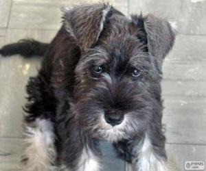 Puzzle Standard Schnauzer κουτάβι