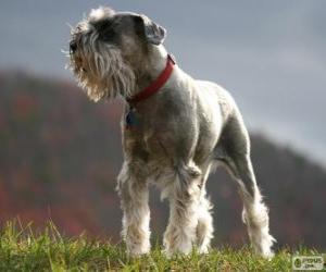 Puzzle Standard Schnauzer