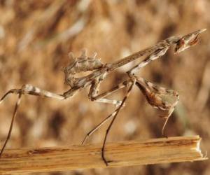 Puzzle Stick insect