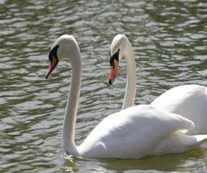 Puzzle Swans κολύμβηση ήρεμα