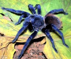 Puzzle Tarantula του Sazima