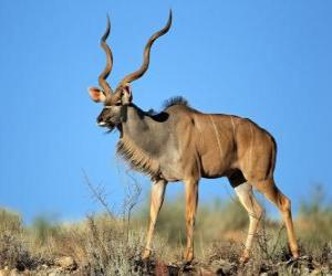 Puzzle The greater kudu