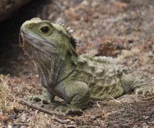 Puzzle Tuatara