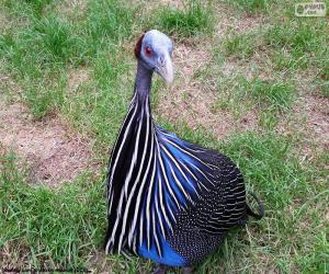 Puzzle Vulturine guineafowl