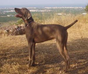 Puzzle Weimaraner