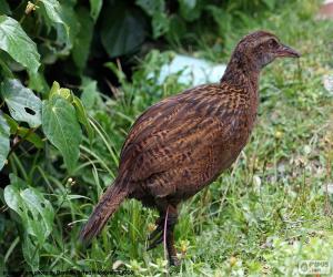 Puzzle Weka