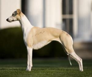 Puzzle Whippet φυλή σκυλιών βρετανικής καταγωγής, λεπτό και χαριτωμένο