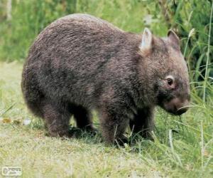 Puzzle Wombat