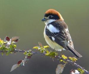 Puzzle Woodchat Shrike