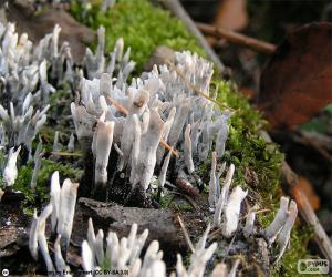 Puzzle Xylaria hypoxylon