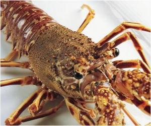 Puzzle Ένα μεγάλο αστακό ή Homarus