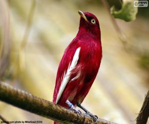 Puzzle Αρσενικό Cotinga pompadour