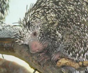 Puzzle Βραζιλίας porcupine