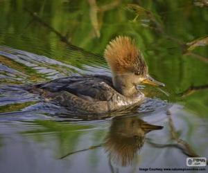 Puzzle Γυναίκα με κουκούλα Merganser