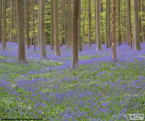 Puzzle Δάσος Hallerbos, Βέλγιο