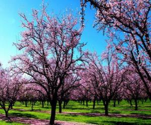 Puzzle Δέντρα ανθοφορίας almond άνοιξη