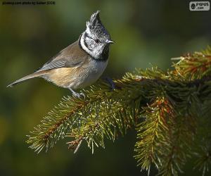 Puzzle Ευρωπαϊκή Crested tit