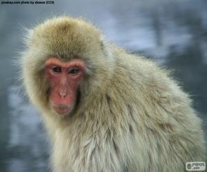 Puzzle Ιαπωνική Macaque