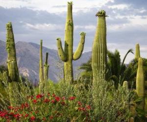 Puzzle Κάκτος Saguaro