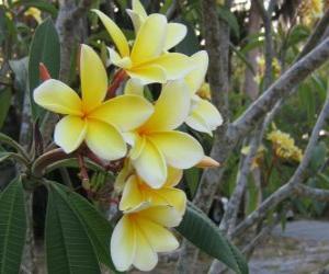 Puzzle Κίτρινο Plumeria