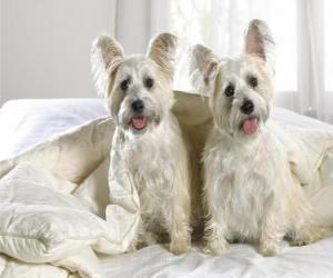 Puzzle Και τη Δυτική ορεινή περιοχή άσπρο Terriers Westies