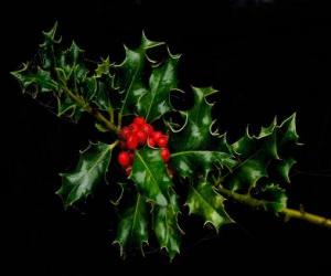 Puzzle Κλαδάκι της Holly με κόκκινα μούρα