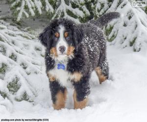 Puzzle Κουτάβι Μπερνίζ - Bernese Mountain Dog