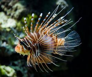 Puzzle Κόκκινο lionfish