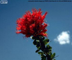 Puzzle Κόκκινο λουλούδι της Ocotillo