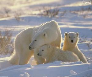 Puzzle Μαμά Αρκούδα με cubs