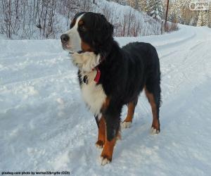 Puzzle Μπερνίζ - Bernese Mountain Dog