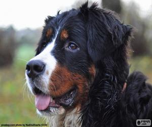 Puzzle Ο επικεφαλής του Μπερνίζ - Bernese Mountain Dog