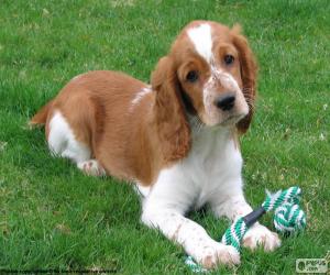 Puzzle Ουαλικά Springer Spaniel κουτάβι