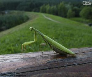 Puzzle Πράσινη Προσευχή mantis