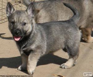 Puzzle Σουηδική Vallhund κουτάβι