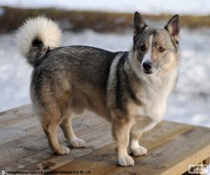 Puzzle Σουηδική Vallhund