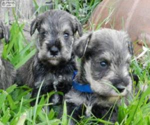 Puzzle κουτάβια Miniature Schnauzer